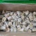 蟹宝厂家一手货源加工有量的老板们来合作蟹宝朝鲜蟹宝