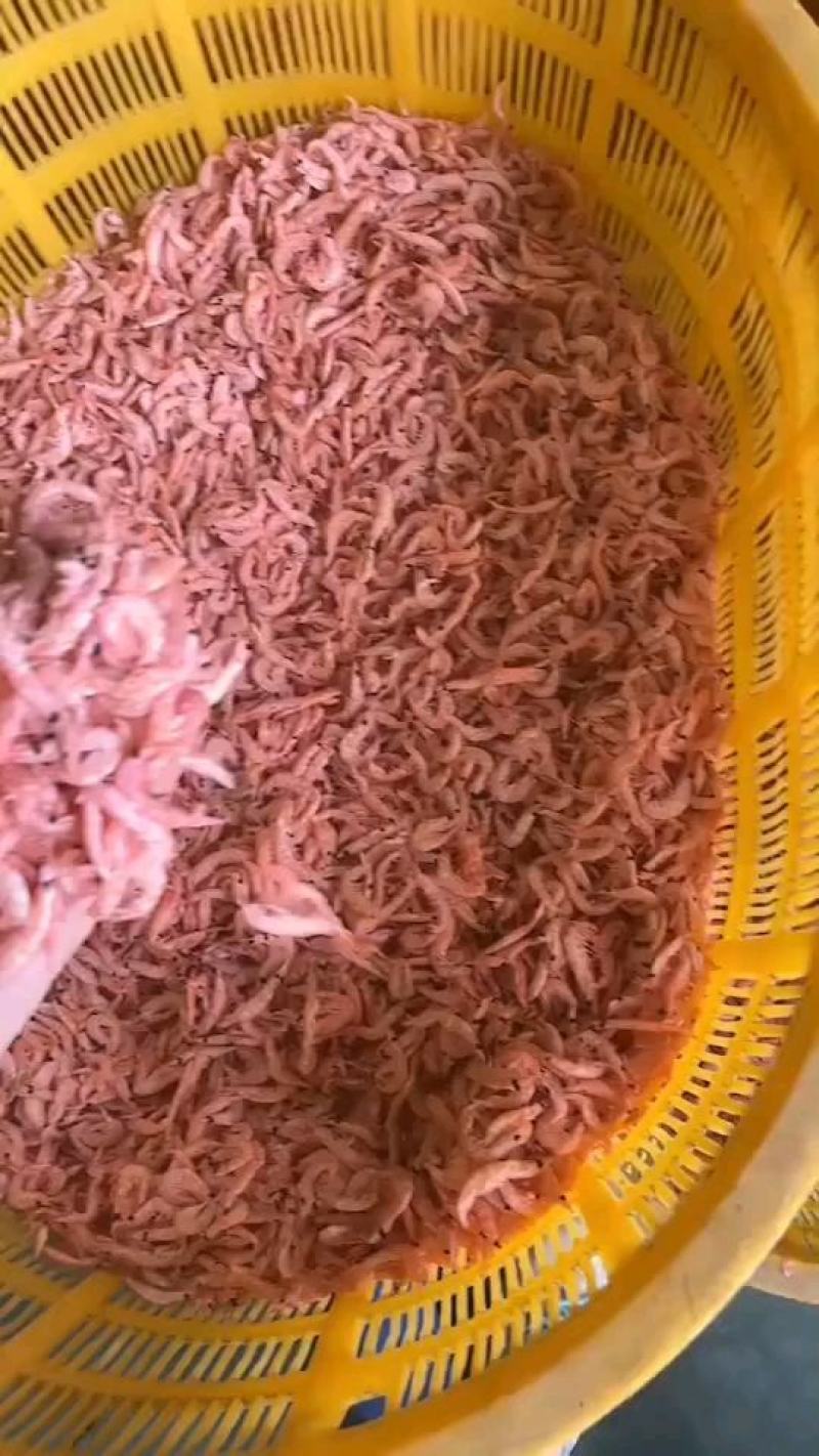 南极磷虾干磷虾磷虾南极磷虾地摊磷虾磷虾仁