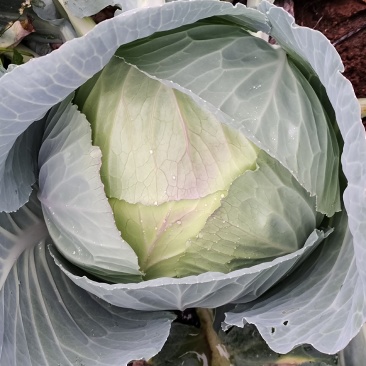 贵州莲花白