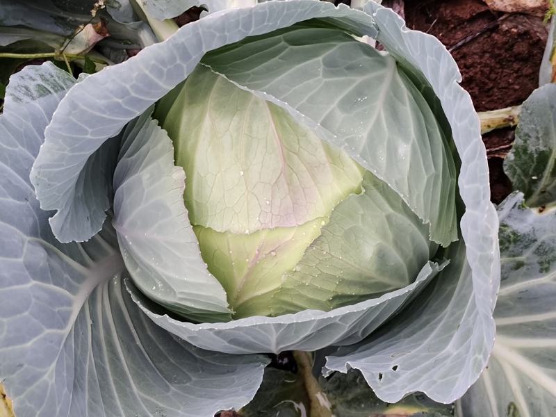 贵州莲花白