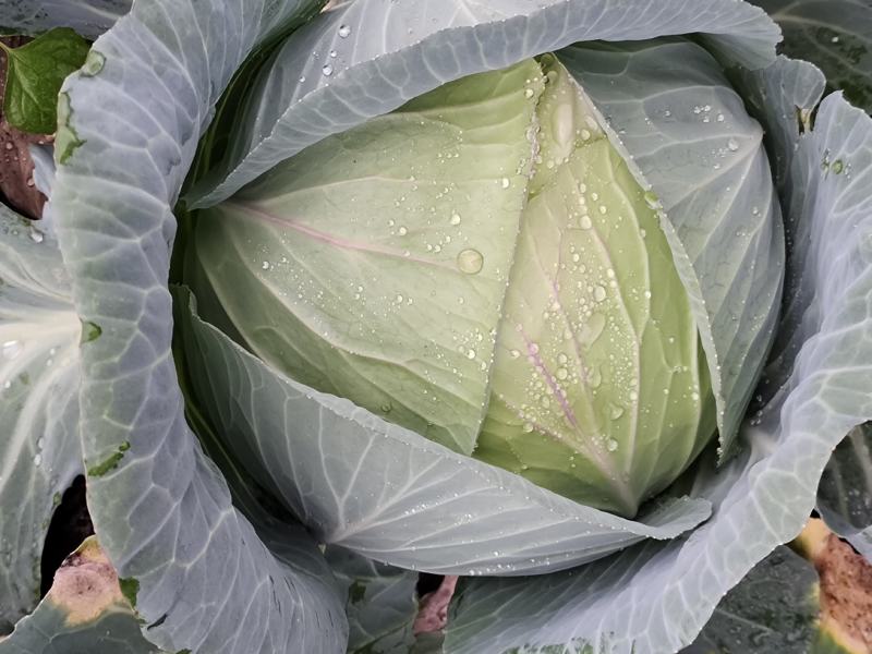 贵州莲花白