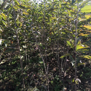 优质红灯樱桃苗，优质美早樱桃苗，优质俄8樱桃苗