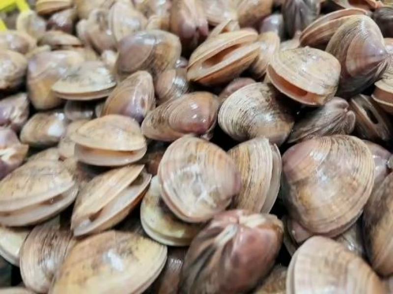 鲅鱼厂家鲅鱼马鲛鲅鱼大鲅鱼海鲅鱼大鲅鱼单冻鲅鱼