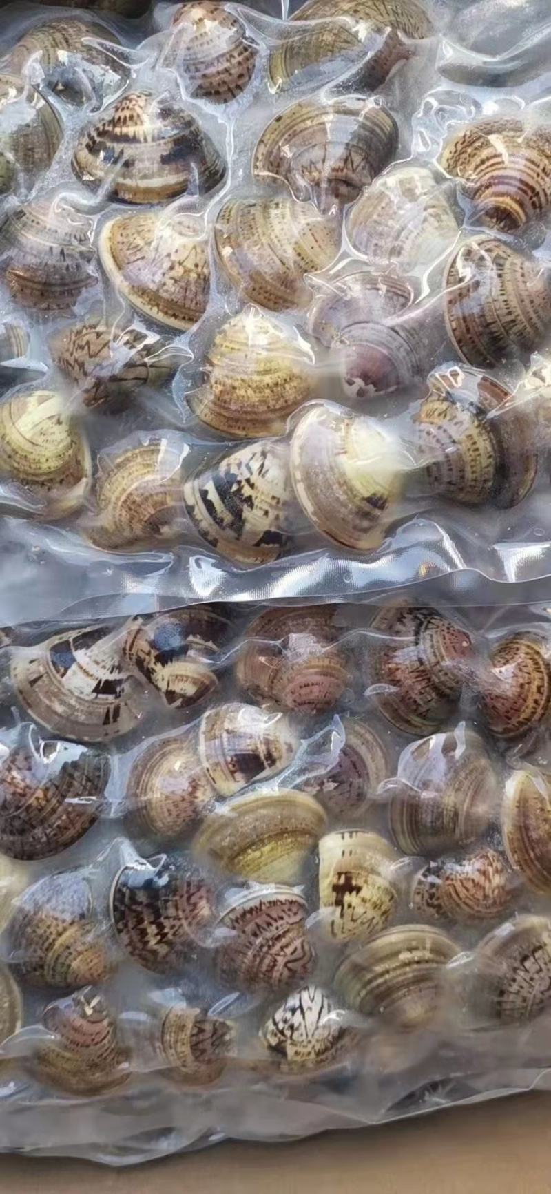 鲅鱼厂家鲅鱼马鲛鲅鱼大鲅鱼海鲅鱼大鲅鱼单冻鲅鱼
