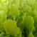 意大利生菜苗，生菜苗免费技术指导产量优价格便宜