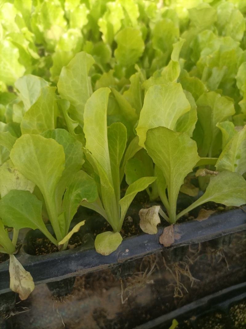 意大利生菜苗，生菜苗免费技术指导产量优价格便宜