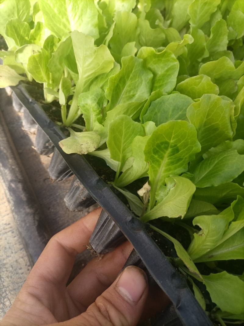 意大利生菜苗，生菜苗免费技术指导产量优价格便宜