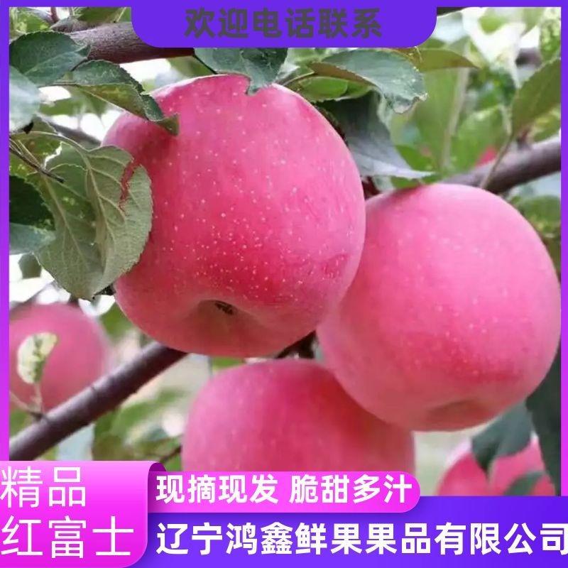 辽南地区红富士苹果大量上市，产地直发，75m售价1.8元