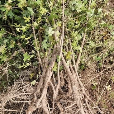 五角枫营养杯小苗荒山造林品质好产量高先挖现发保湿邮寄