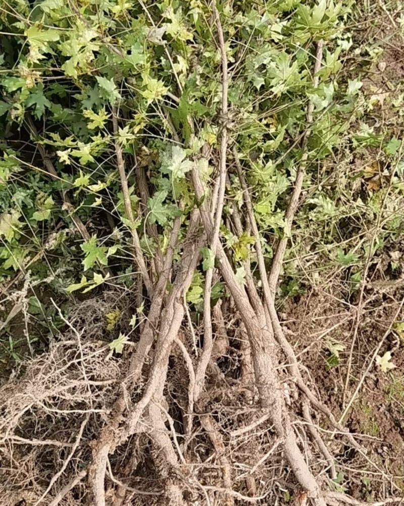 五角枫营养杯小苗荒山造林品质好产量高先挖现发保湿邮寄