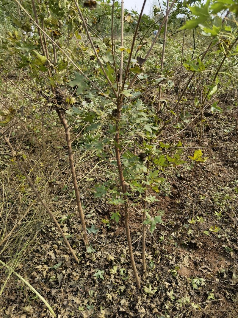 五角枫小苗绿化荒山造林量大可以从优发货成活率高