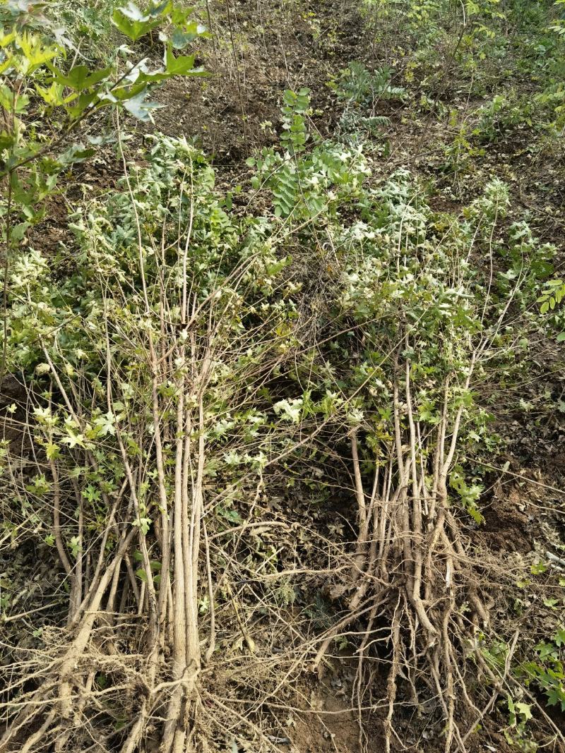 五角枫小苗绿化荒山造林量大可以从优发货成活率高