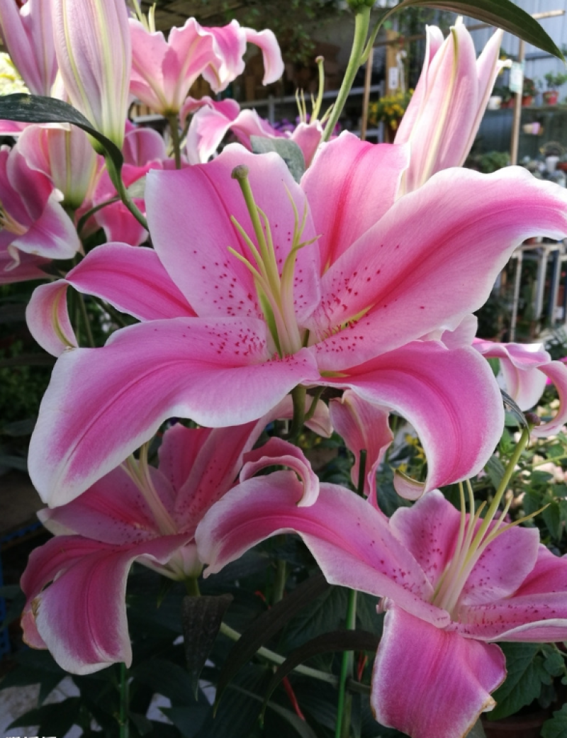 进口香水百合种球百合种球重瓣带芽大球室内室外绿植阳台