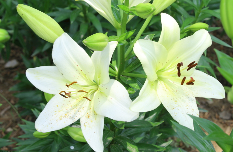 进口香水百合种球百合种球重瓣带芽大球室内室外绿植阳台