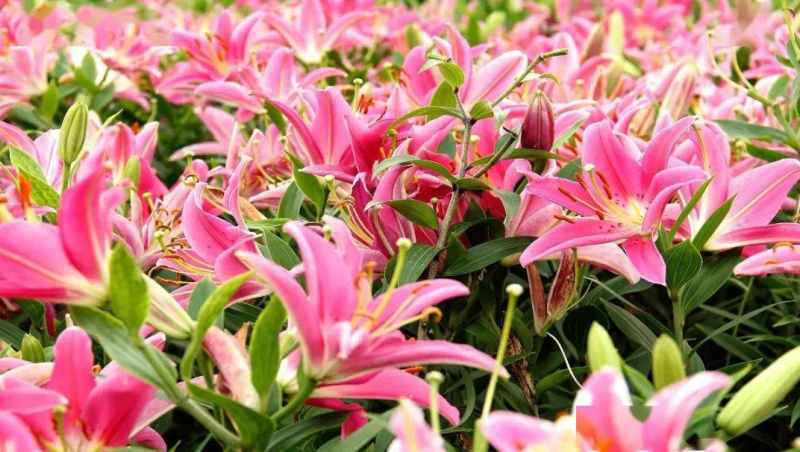 进口香水百合种球百合种球重瓣带芽大球室内室外绿植阳台