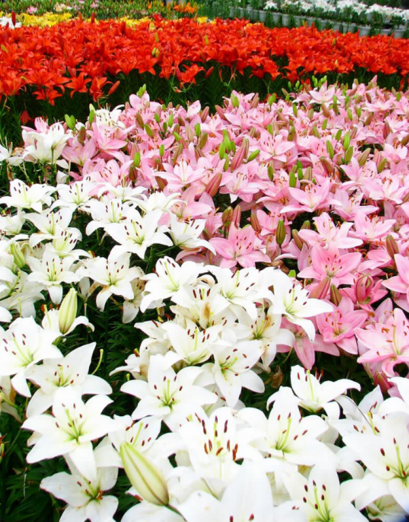 进口香水百合种球百合种球重瓣带芽大球室内室外绿植阳台