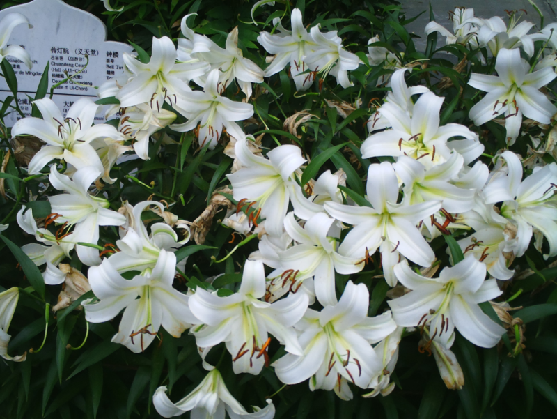进口香水百合种球百合种球重瓣带芽大球室内室外绿植阳台