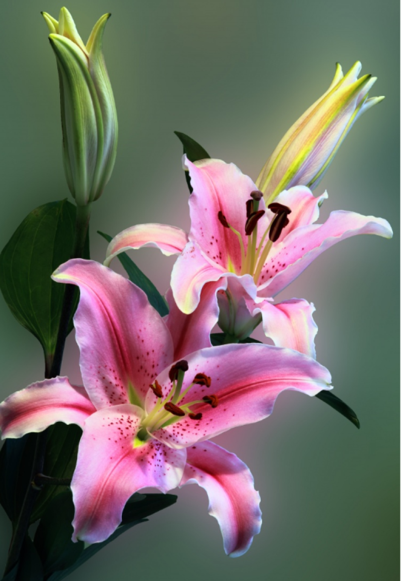 进口香水百合种球百合种球重瓣带芽大球室内室外绿植阳台