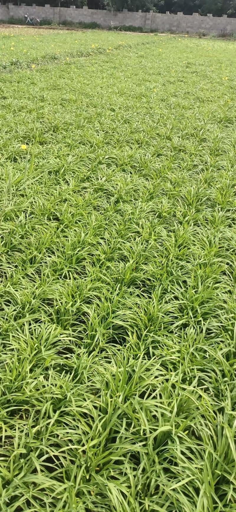 精品金娃娃萱草，金娃娃萱草基地，直销。量少可以快递物流