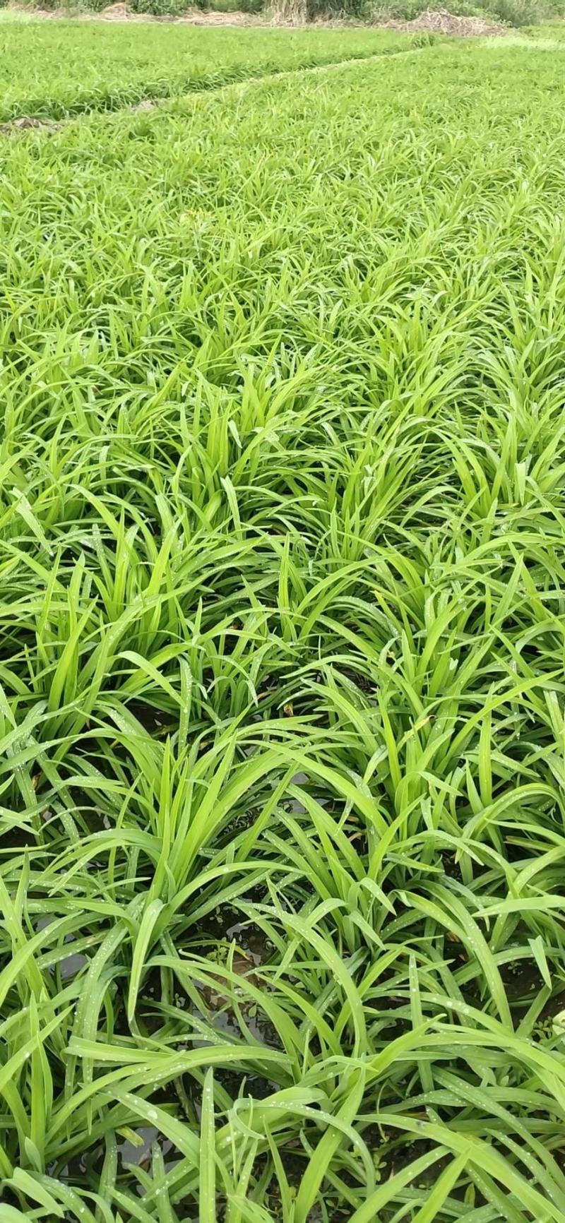 精品金娃娃萱草，金娃娃萱草基地，直销。量少可以快递物流