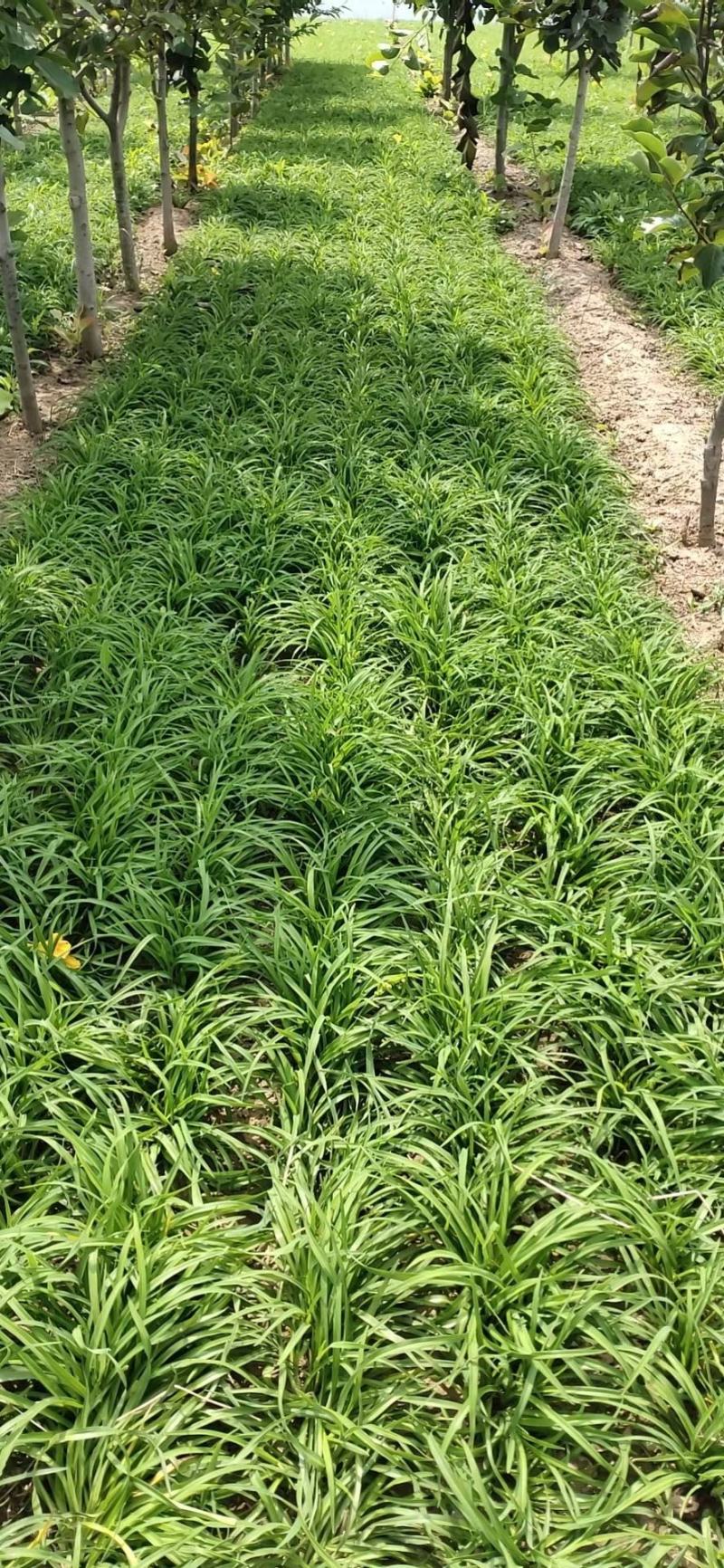 精品金娃娃萱草，金娃娃萱草基地，直销。量少可以快递物流