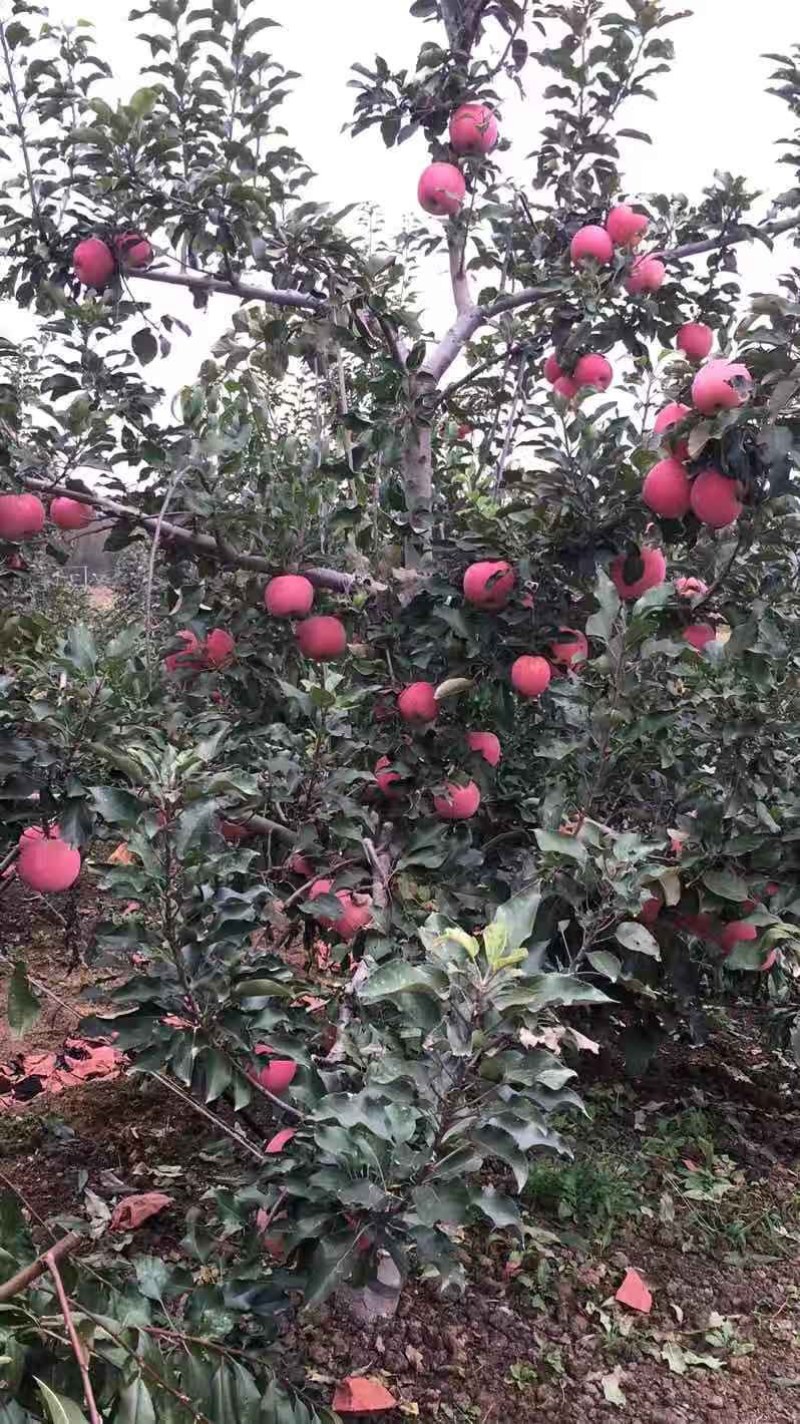 红富士苹果，甜脆可口。