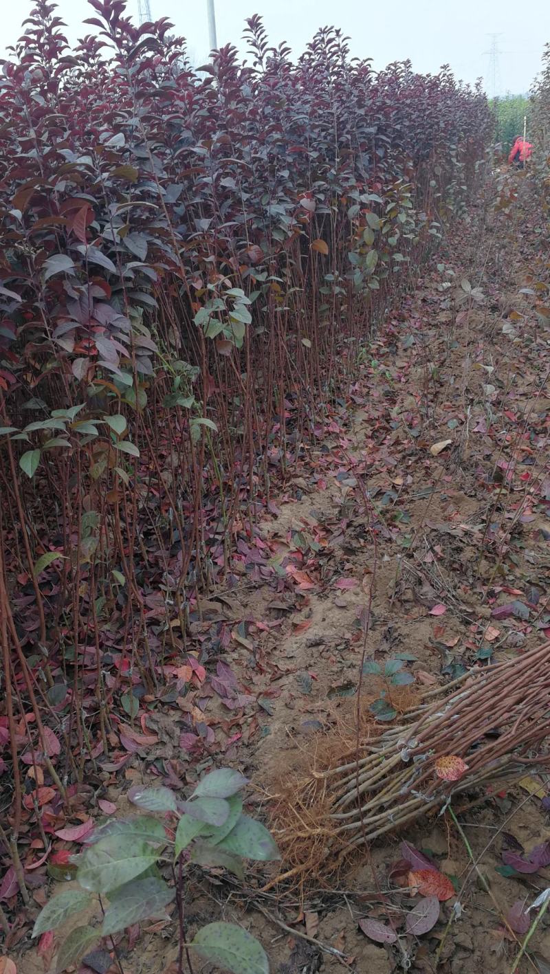 太阳李，中华太阳李河南鄢陵货源，一手货源无中介。