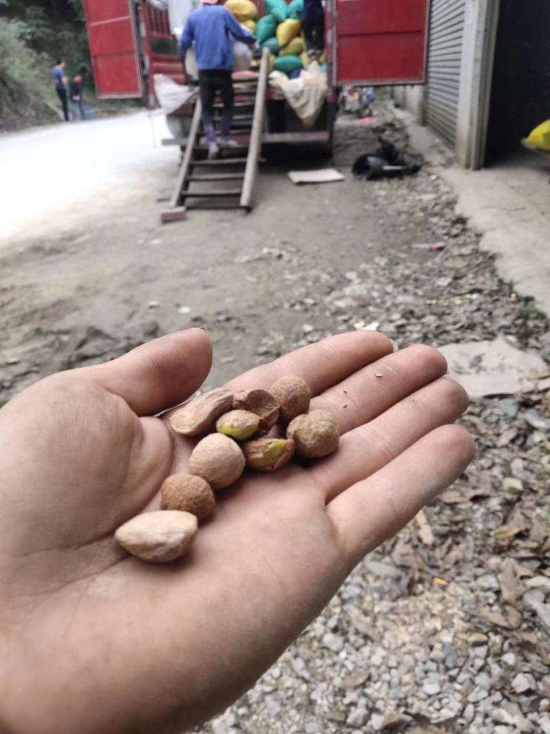 落地茶籽