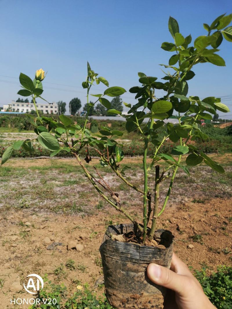 基地常年供应丰花月季，品种多花色全，自产自销，货源充足