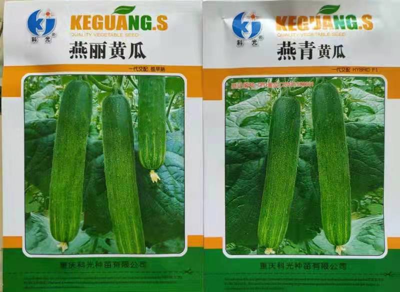 脆佳048黄瓜早熟结瓜能力强畸形瓜少瓜条无苦味黄瓜种子