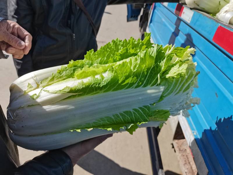 大白菜