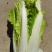 大白菜