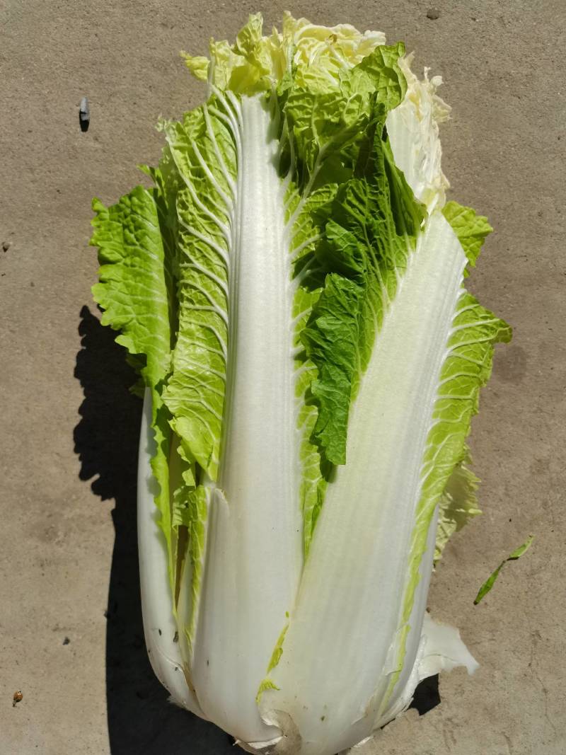 大白菜