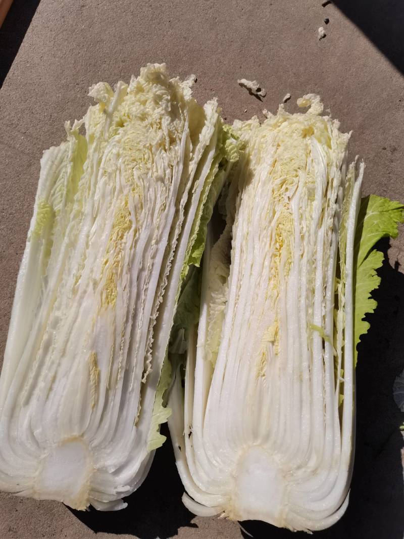 大白菜