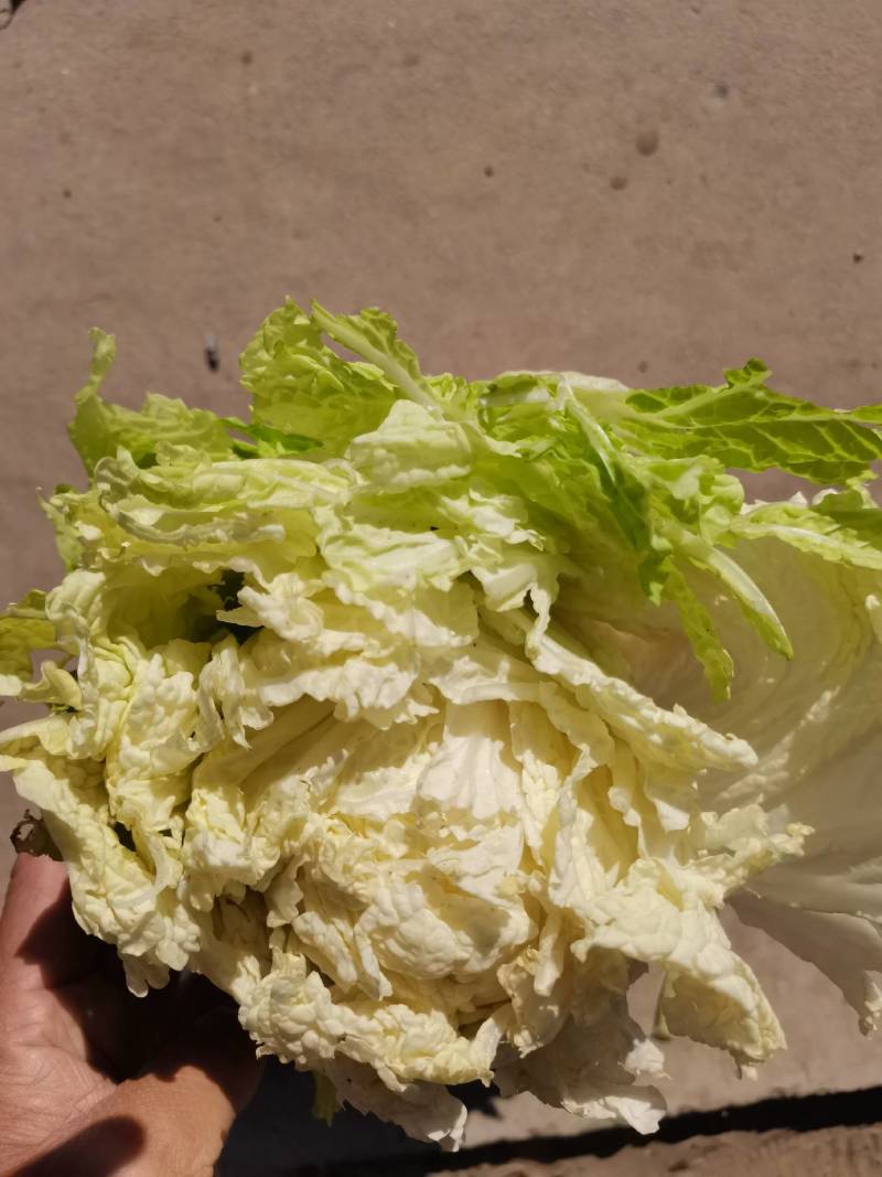 大白菜