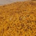 鲜玉米棒山东省玉米棒山东玉米棒新鲜玉米棒红轴玉米棒