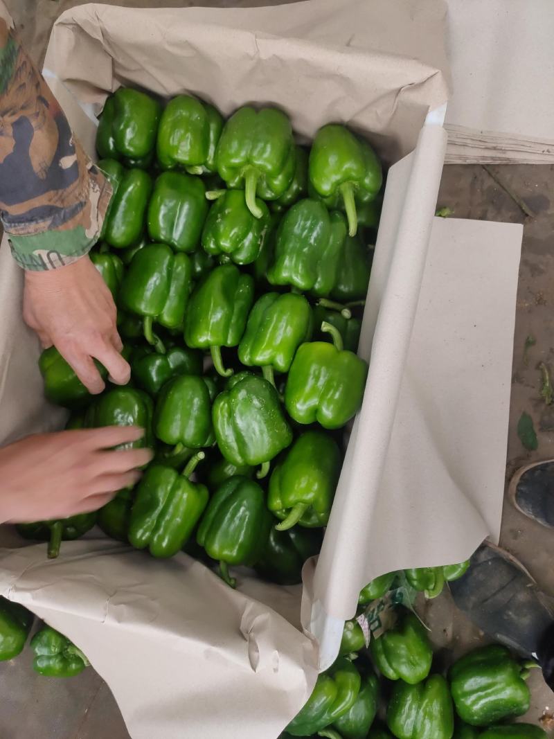 精品圆椒大量上市圆辣椒专业代办走货便利欢迎咨询