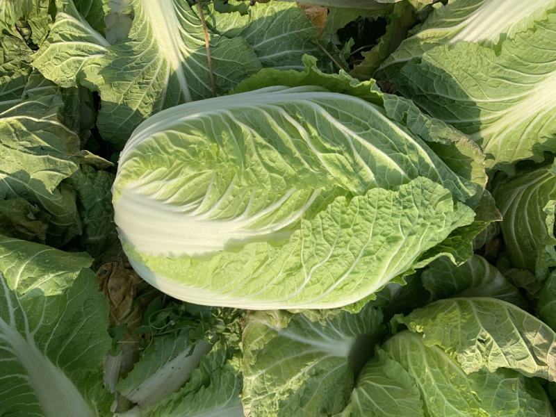 精品黄心矮颗大白菜，万亩蔬菜产区，大量供应全国