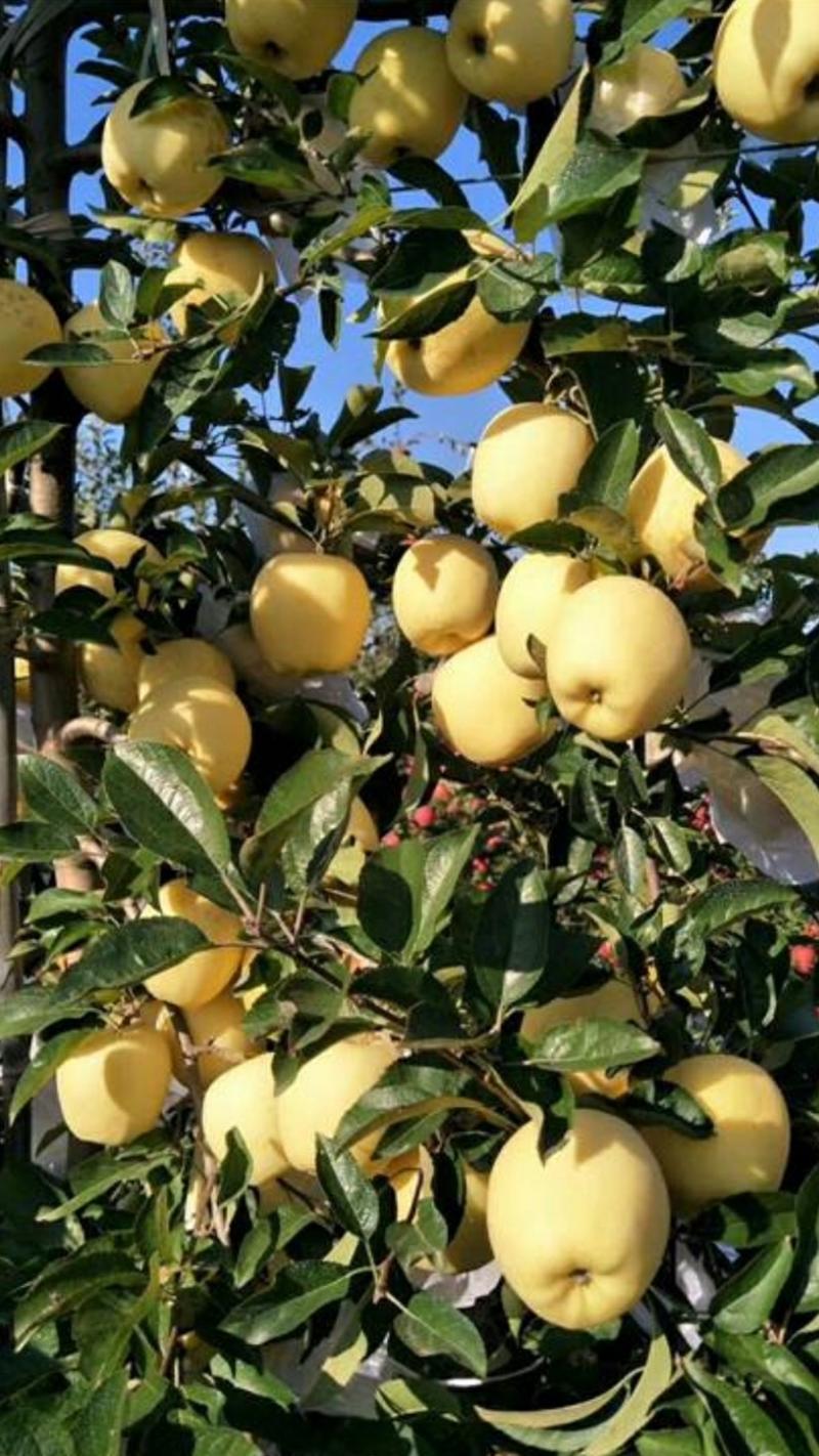 维纳斯黄金苹果树苗，黄果系苹果品种南北方均可种植