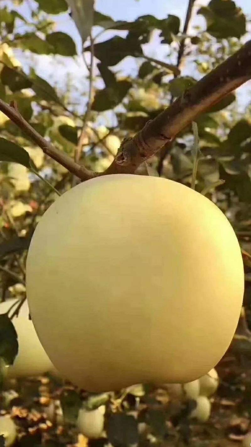 维纳斯黄金苹果树苗，黄果系苹果品种南北方均可种植