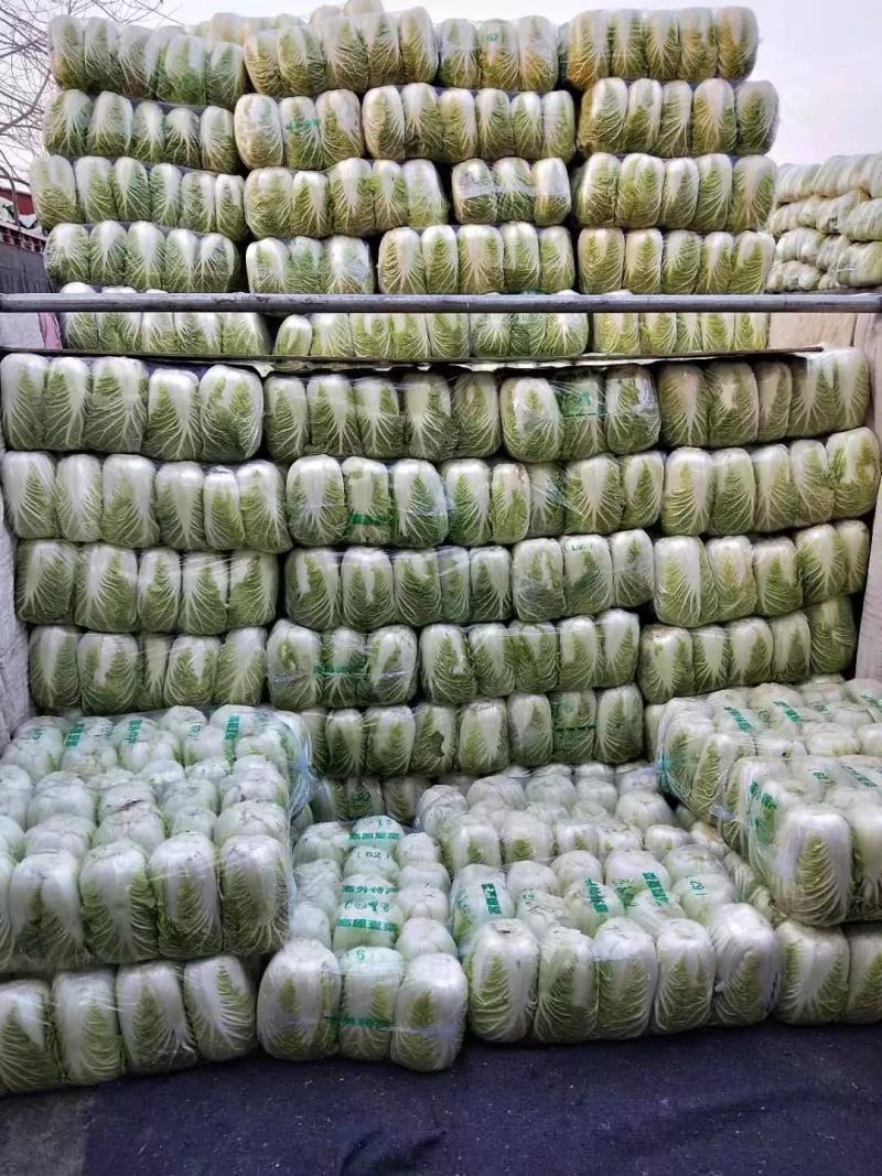精品黄心矮颗大白菜，万亩蔬菜产区，大量供应全国