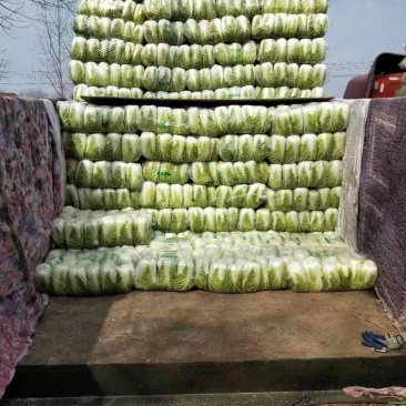 精品黄心矮颗大白菜,万亩蔬菜产区,大量供应全国