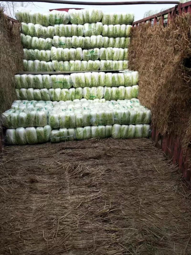 精品黄心矮颗大白菜，万亩蔬菜产区，大量供应全国