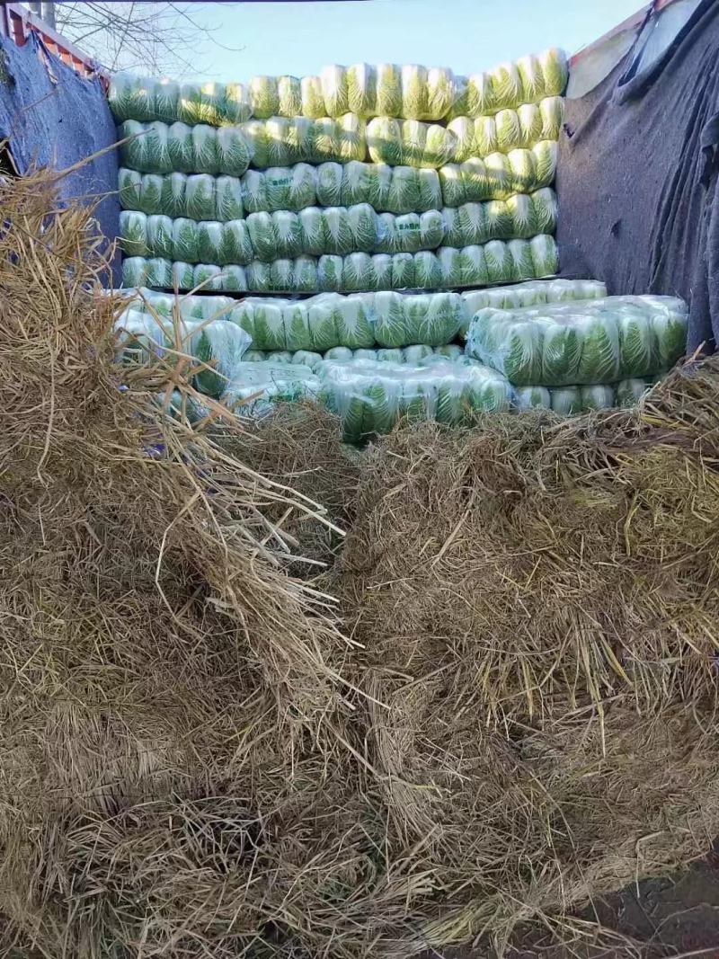 精品黄心矮颗大白菜，万亩蔬菜产区，大量供应全国