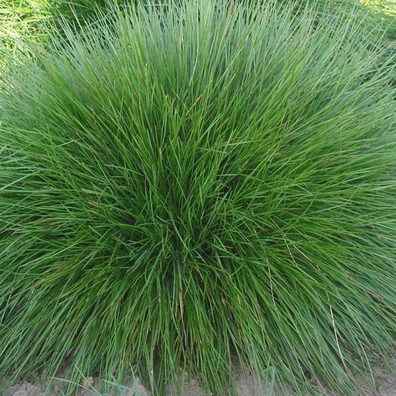 紫羊茅种子工程绿化草坪种子护坡固土草籽庭院矮生高羊茅草种
