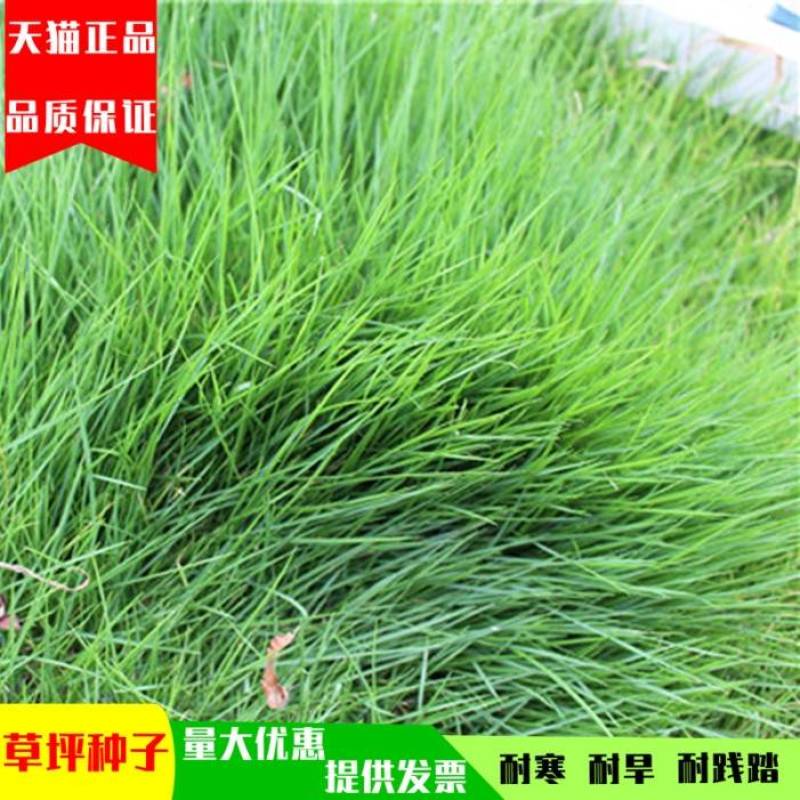 紫羊茅种子工程绿化草坪种子护坡固土草籽庭院矮生高羊茅草种