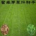 紫羊茅种子工程绿化草坪种子护坡固土草籽庭院矮生高羊茅草种