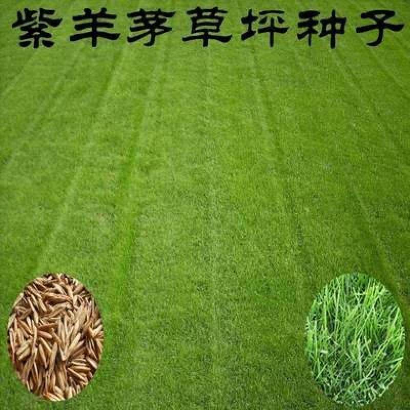 紫羊茅种子工程绿化草坪种子护坡固土草籽庭院矮生高羊茅草种