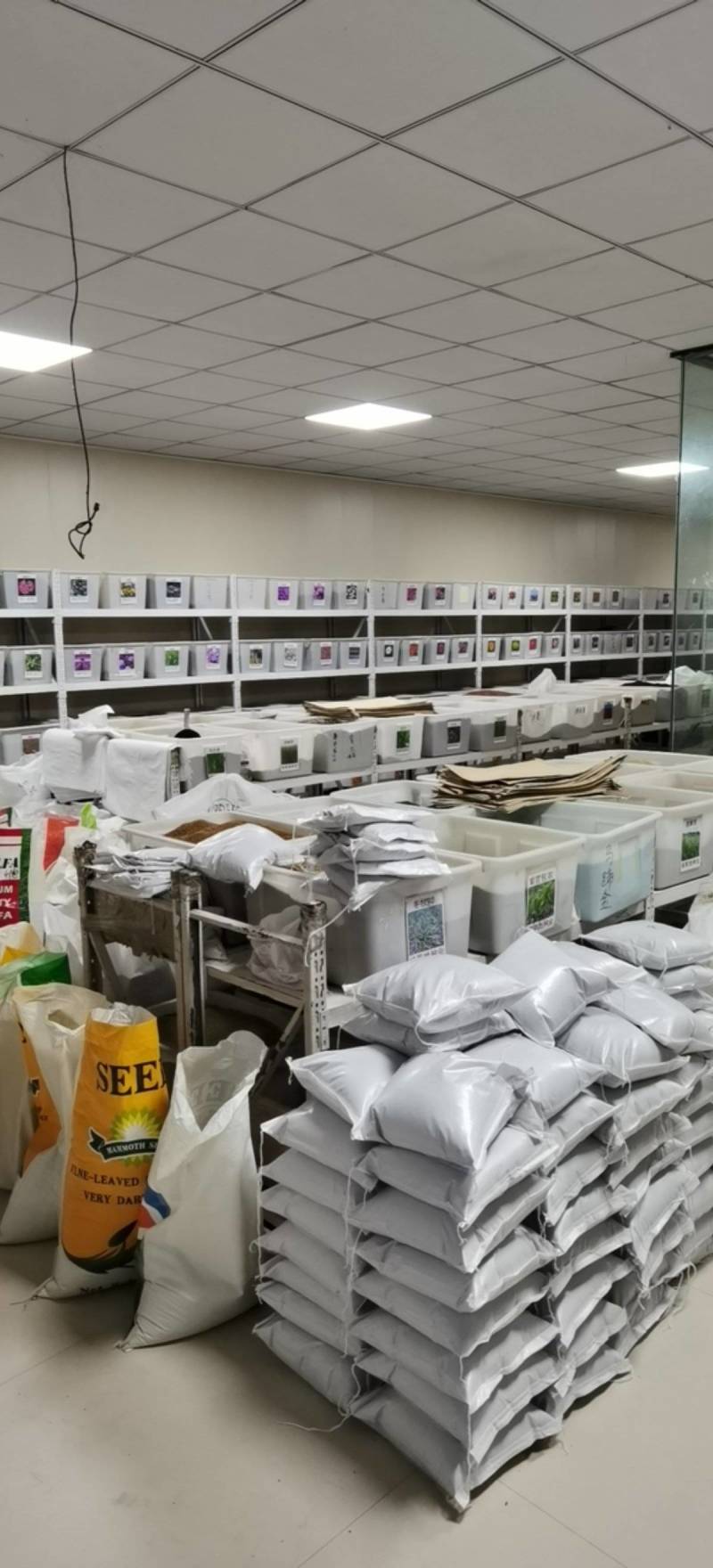 紫羊茅种子工程绿化草坪种子护坡固土草籽庭院矮生高羊茅草种