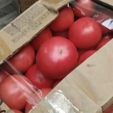 西红柿